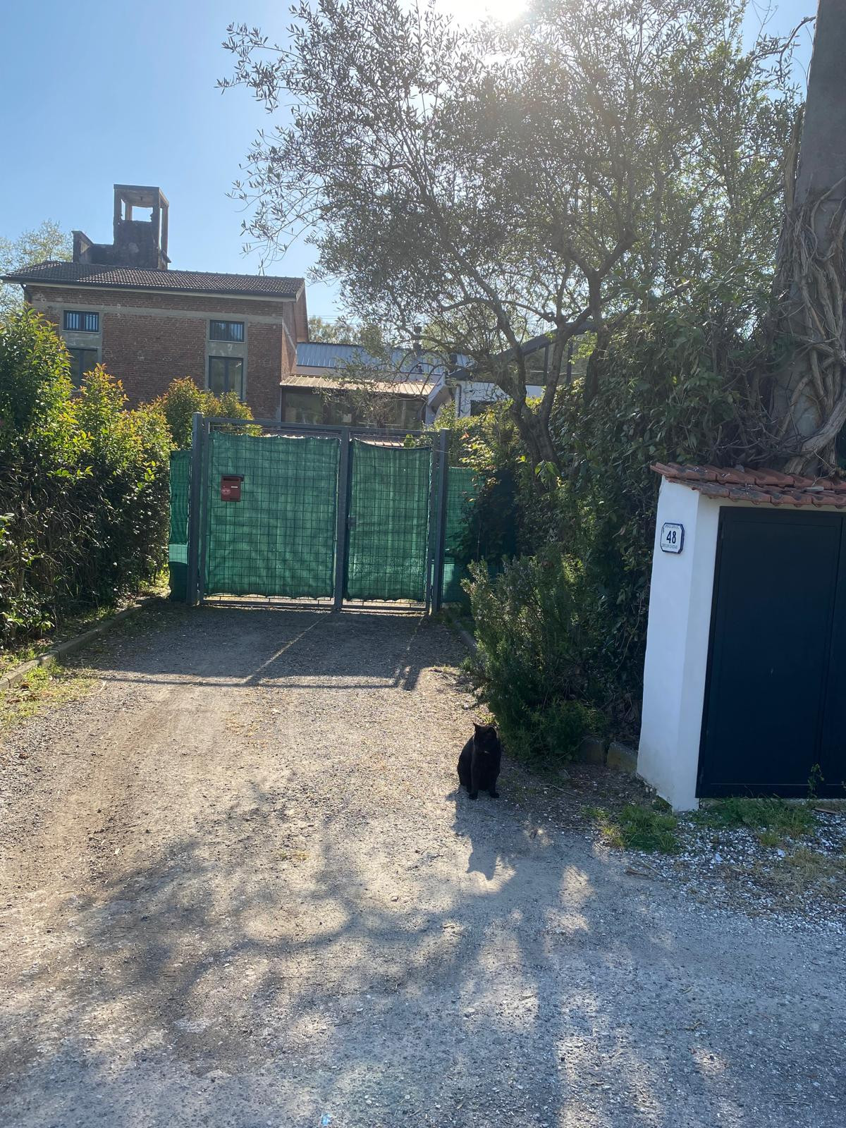 entrance view of green gates with a large building behind and a black cat on the drive way